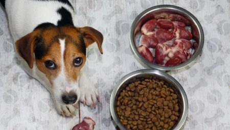 Kaip perkelti šunį į sausą maistą?