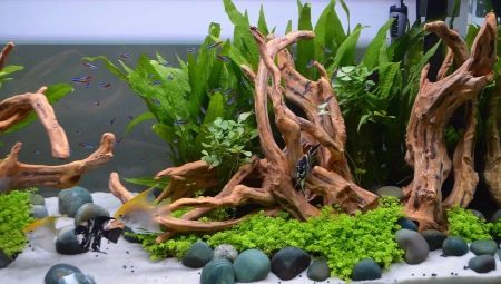 Hogyan készítsünk driftwoodot egy akváriumhoz saját kezűleg?