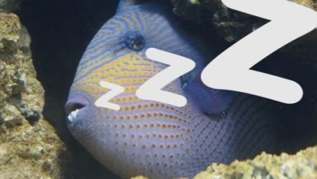 Bagaimana ikan tidur di akuarium?