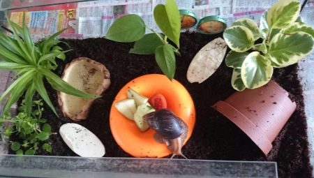 Jak wybrać i wyposażyć terrarium dla ślimaków?