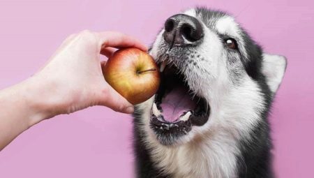 Que tipo de fruta os cães podem receber?