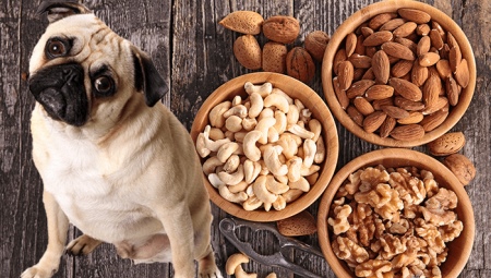 Which can and cannot be given nuts to dogs?