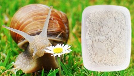 Calcium pour les escargots: que puis-je donner et comment cuisiner?