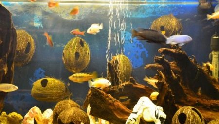 Kelapa di akuarium: bagaimana untuk membuat rumah untuk ikan dengan tangan anda sendiri?