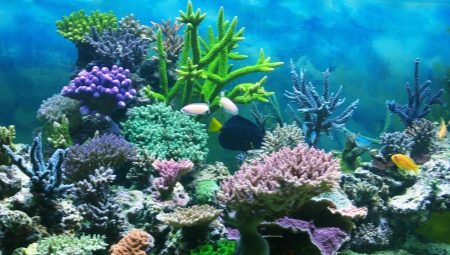 Koraly pre akvárium: typy a aplikácie