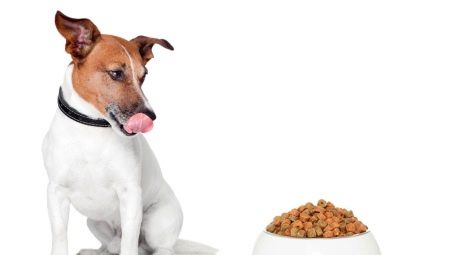 Jack Russell Terrier takarmány: a gyártók áttekintése és kiválasztási kritériumok