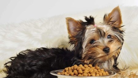 Aliments pour chiens de petites races: types et critères de sélection