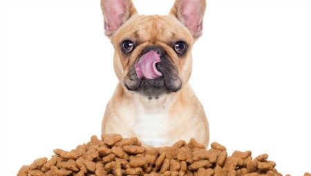 Food for old dogs: what are and how to choose the right one?