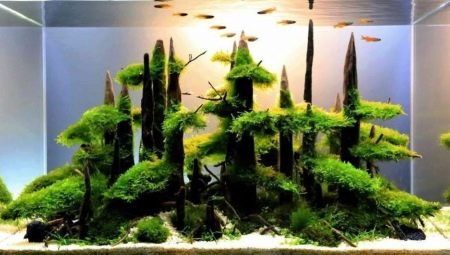 Driftwood for the aquarium: types and applications
