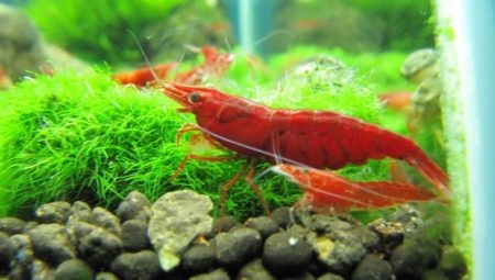 Shrimp-cherry: description and contents in the aquarium