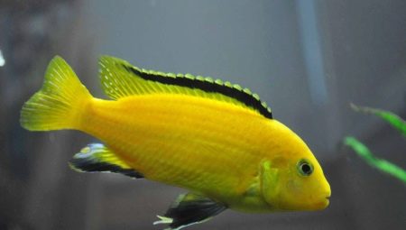 Labidochromeis الأصفر: الميزات والمحتويات والتوافق مع الأسماك الأخرى
