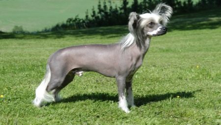 Hairless dogs: features, best breeds and rules for grooming