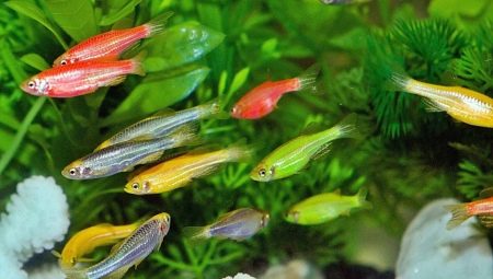 Pequenos peixes de aquário: variedades e escolhas