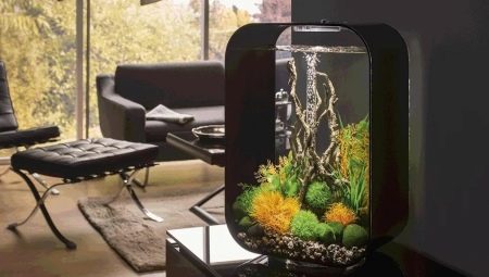 Small aquariums: features, varieties, selection and occupation