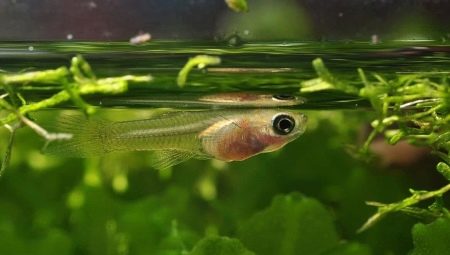 Guppy fry: how much grow and how to care for them?