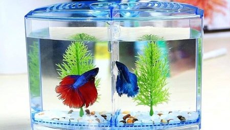 Mini akvária: jak vybavit a jaké ryby začít?