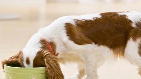 Er det muligt at fodre en hund med naturlig og tør mad på samme tid, og hvordan man gør det rigtigt?