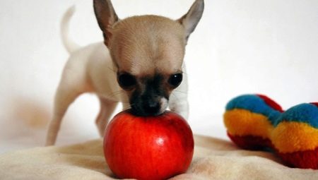 As maçãs podem ser dadas aos cães e de que forma?