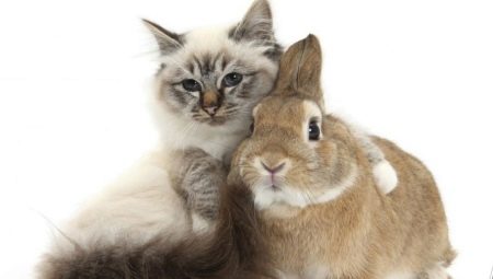 חתולים זכרים (ארנבים): מאפיינים ותאימות