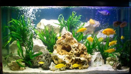 Moradores de aquário: tipos e dicas para escolher