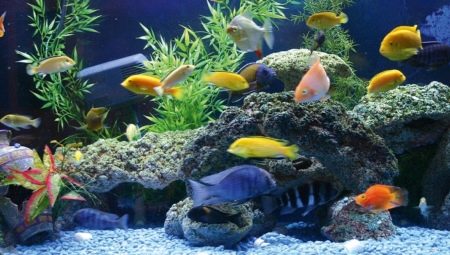 Преглед на популярните големи аквариумни рибки