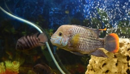 Descrierea speciilor de pești de acvariu prădători și conținutul acestora