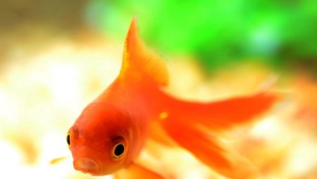 Orangenaquarienfische: Sorten, Auswahl und Pflege