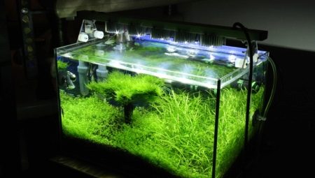Aquariumverlichting: lampen selecteren en gebruiken