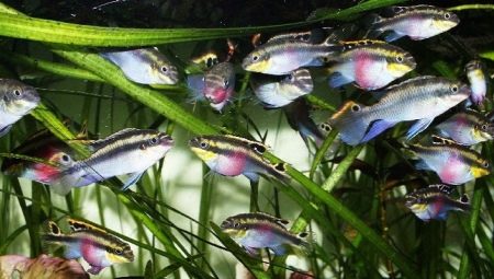 Pelvicachromis: tip dan tip kandungan