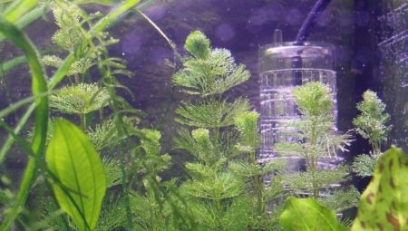 Hidrogén-peroxid egy akváriumhoz: adagolás és alkalmazás