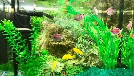 Sand for the aquarium: the best options and preparation