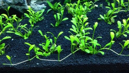 Nutrient soil for an aquarium: pros, cons and popular manufacturers