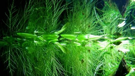 Plutajuće akvarijske biljke: sorte, značajke odabira i njege