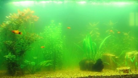 Por que a água floresce no aquário e como lidar com isso?