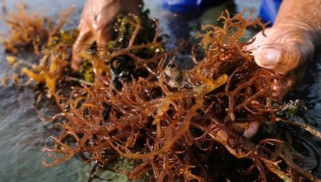 Por que as algas marrons aparecem no aquário e como se livrar delas?