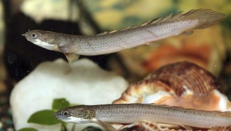 Polytherus Senegal: Penerangan dan kandungan dalam akuarium
