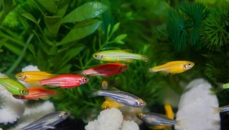 Juostelės akvariumo žuvys: tipai ir ypatybės