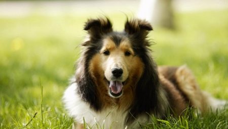 Razas de los perros más saludables: una revisión y consejos de selección