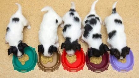 Normes d’alimentació dels cadells