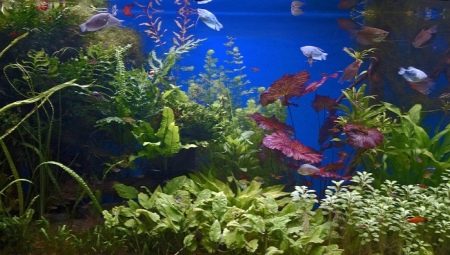 Sladkovodné akvárium a jeho obyvatelia