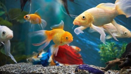 الأسماك الملونة: أصناف ونصائح المحتوى