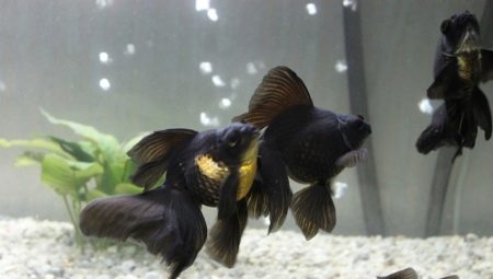 Különböző fekete akváriumi halak