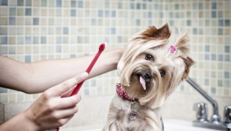 Recommendations for choosing toothpaste for dogs