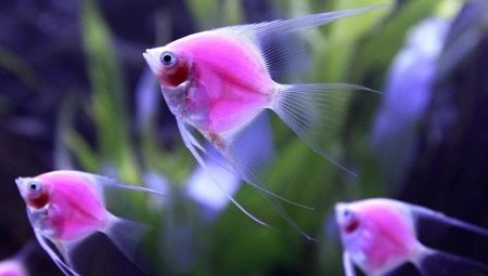 Ikan akuarium merah jambu: gambaran keseluruhan dan tips penjagaan