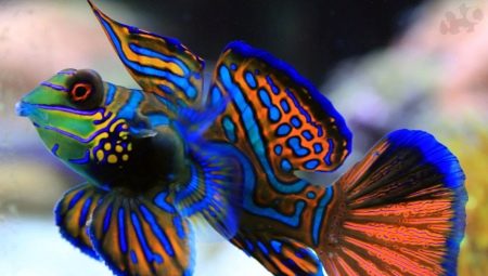 Мандаринова риба: описание, грижа и отглеждане