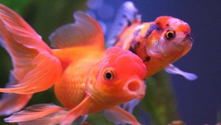 Oranda-vis: kenmerken, soorten en inhoud