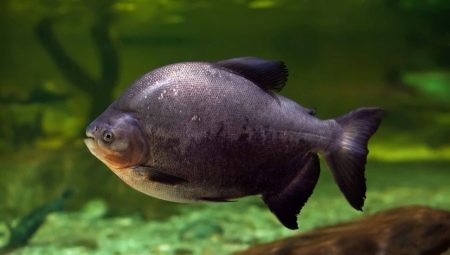 Paku ψάρια: περιγραφή του είδους, φροντίδα και αναπαραγωγή