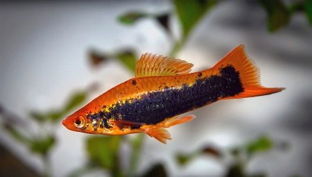 Ryba šermiar: odrody, výber, starostlivosť, rozmnožovanie