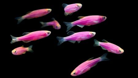 Zebrafish: odmiany, selekcja, pielęgnacja, rozmnażanie