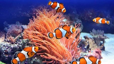 Ryby klaunů: odrůdy a pravidla chovu v akváriu